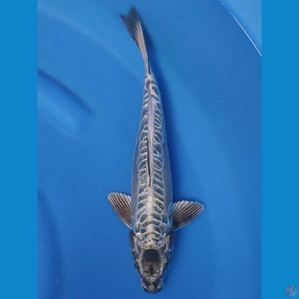 ARAGOKE GINRIN 31 CM MALE