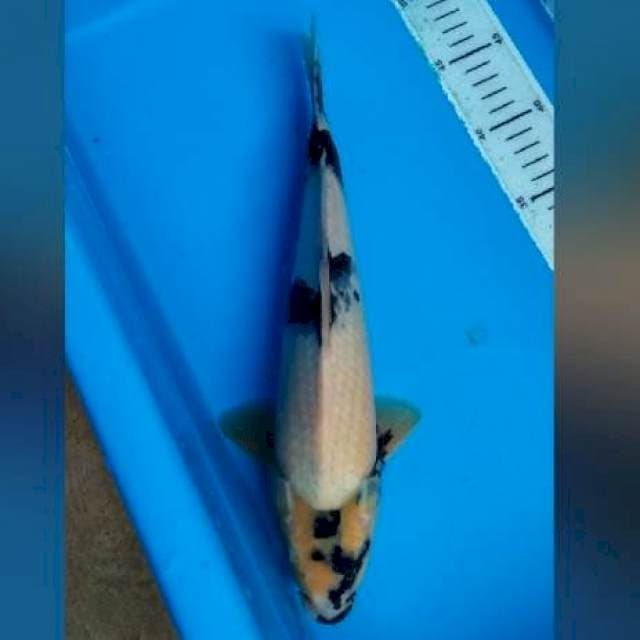 32CM - SHIRO UTSURI