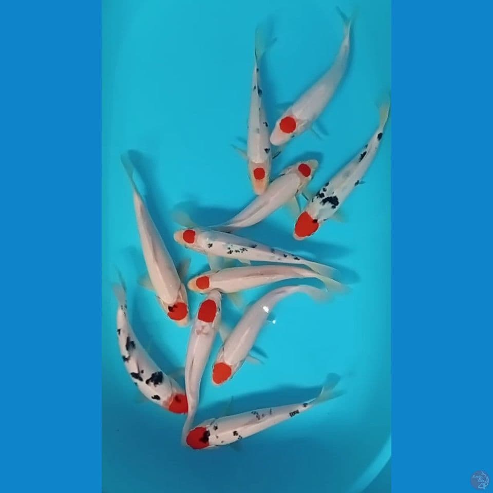 MIXS TANCO 23-27 CM 11 EKOR