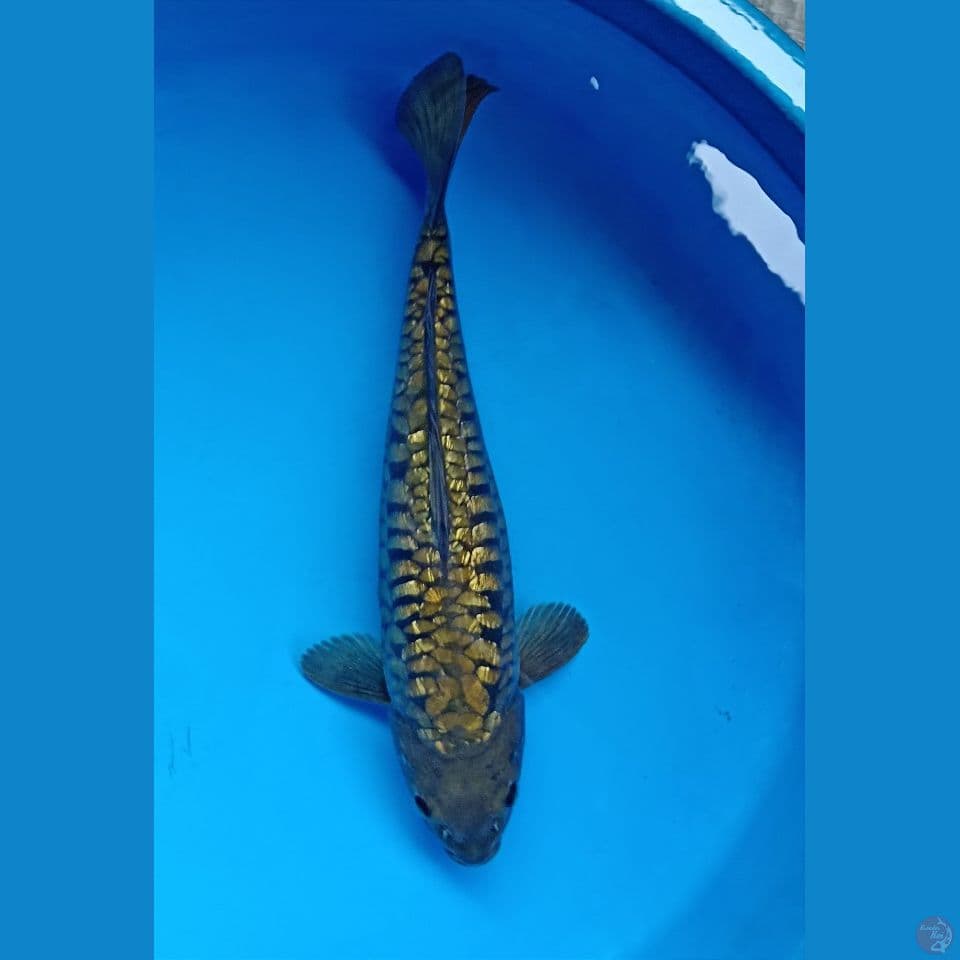 dragon water 36 cm
