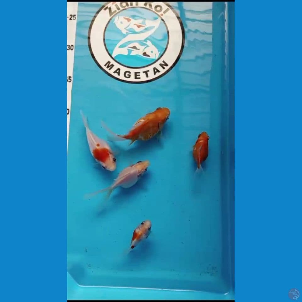 TAMASABA 5 EKOR BLOODLINE MARUSHIN SIZE 8 - 10cm
