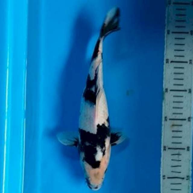 29CM - SHIRO UTSURI