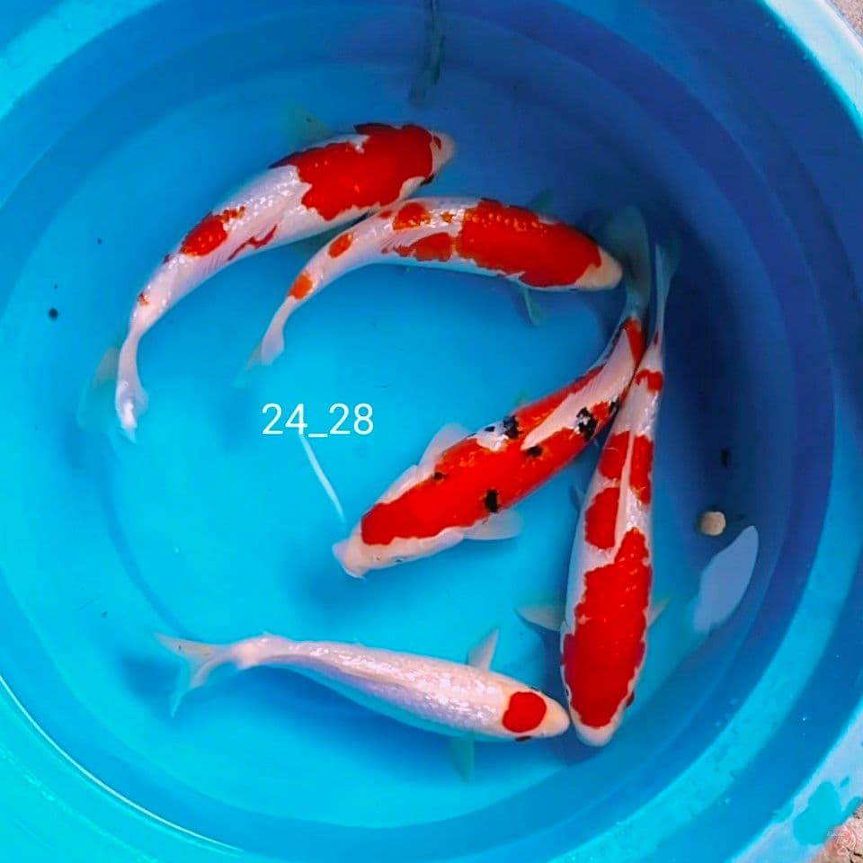ginrin padiet 24_28cm