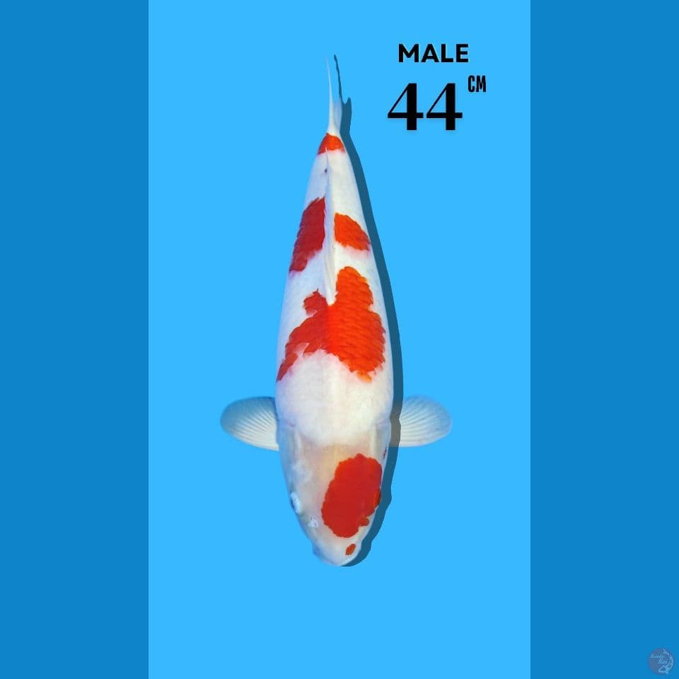 Kohaku Import Sakai Male 44cm