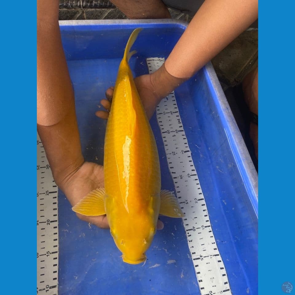 jumbo 47 karashi lemon