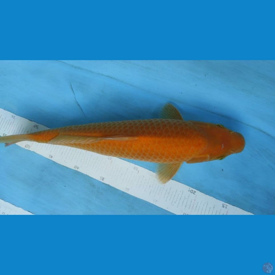 karadhi 40cm