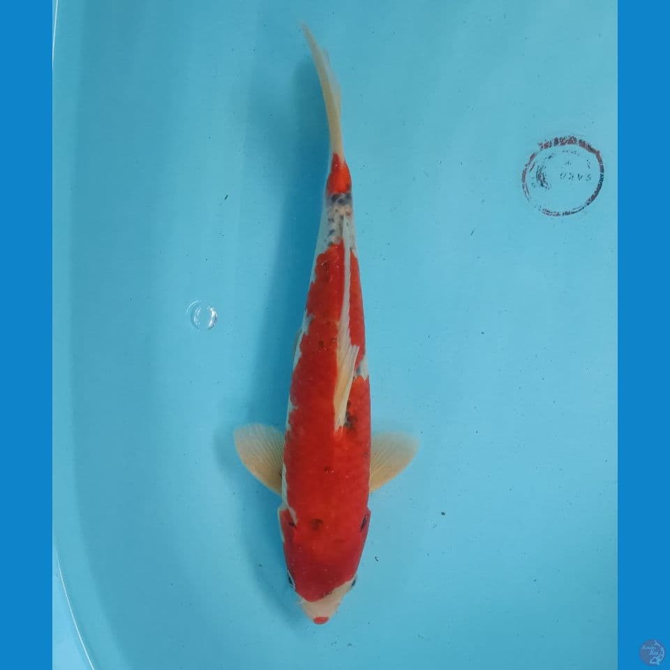 Ghosiki 32 cm