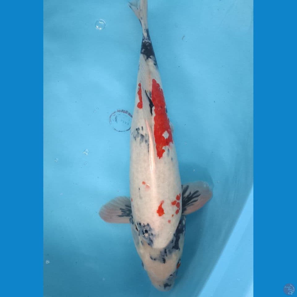 50 cm Showa