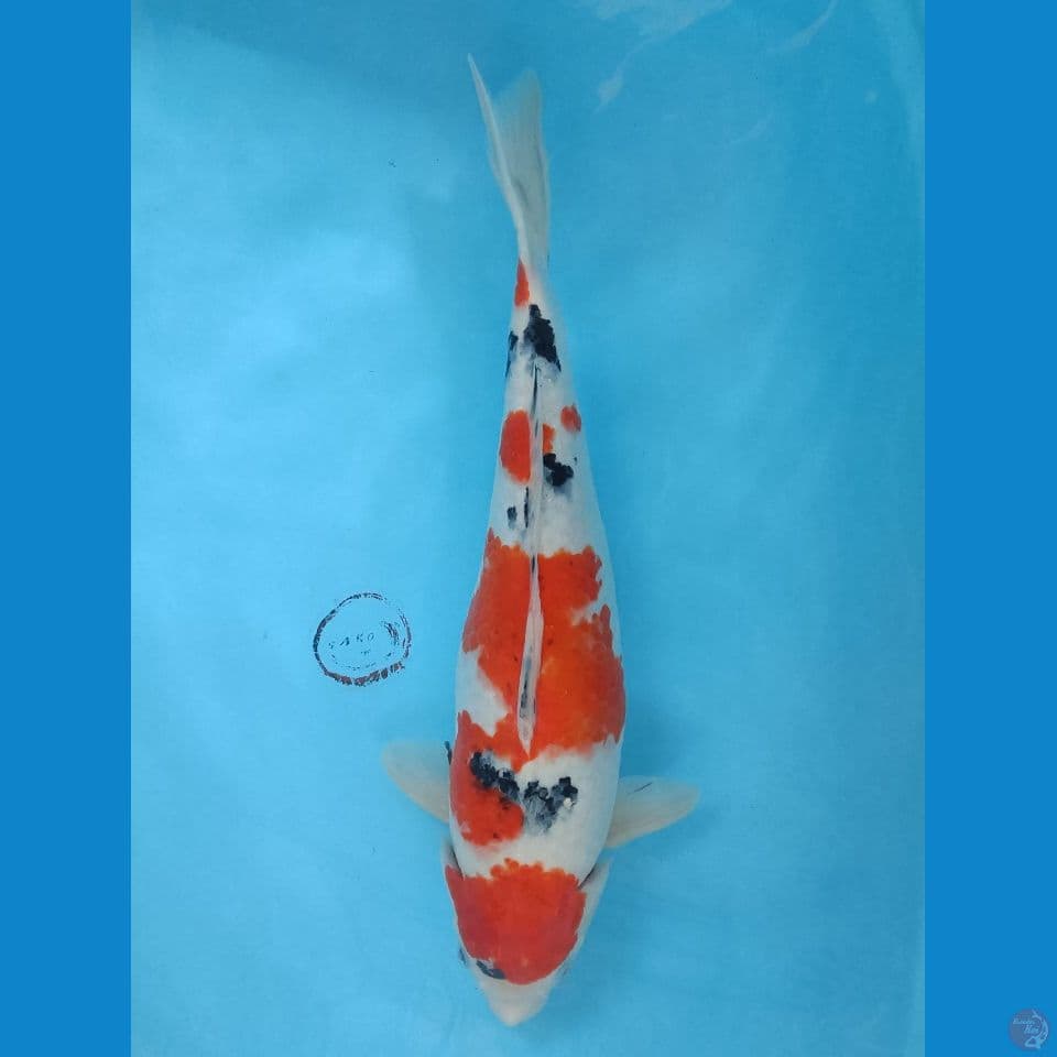 43 cm Sanke