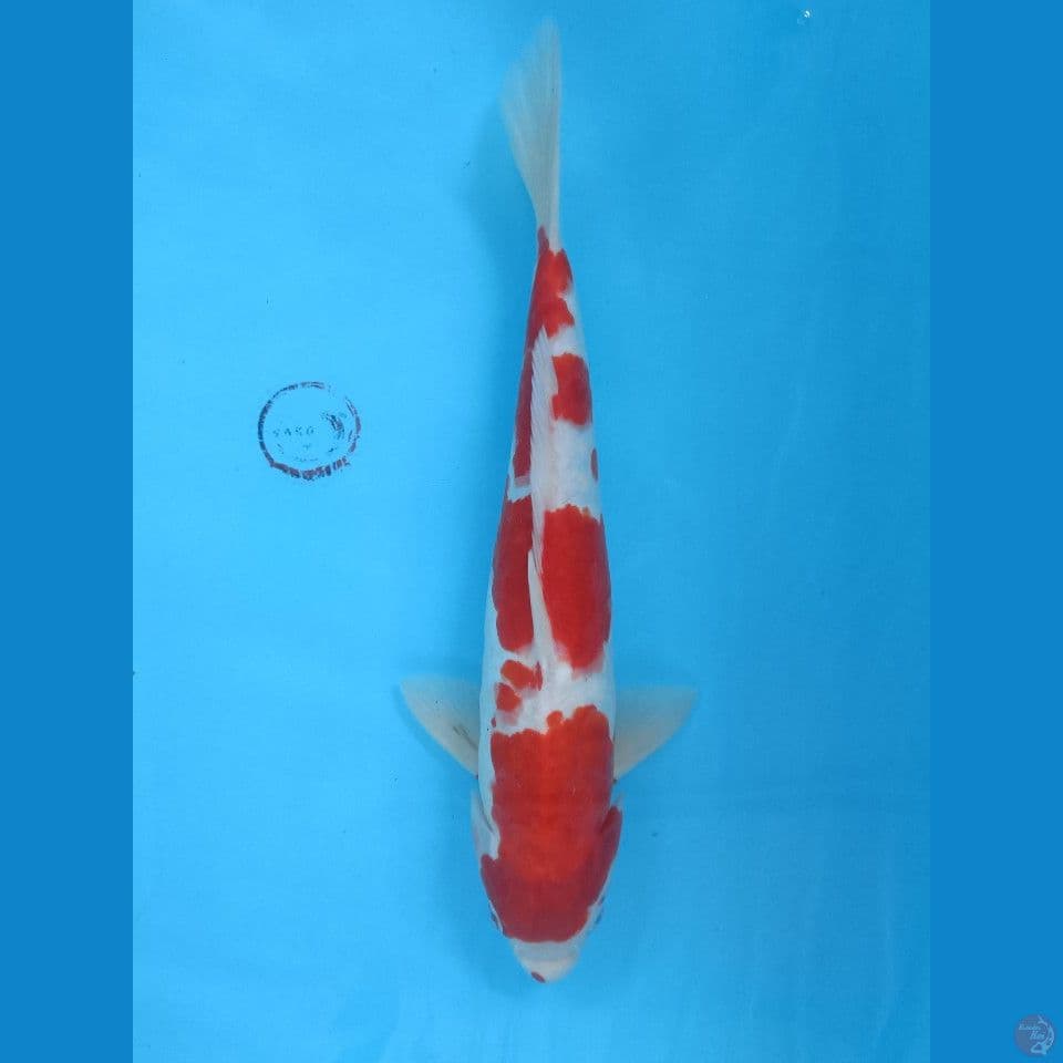 38 cm Kohaku