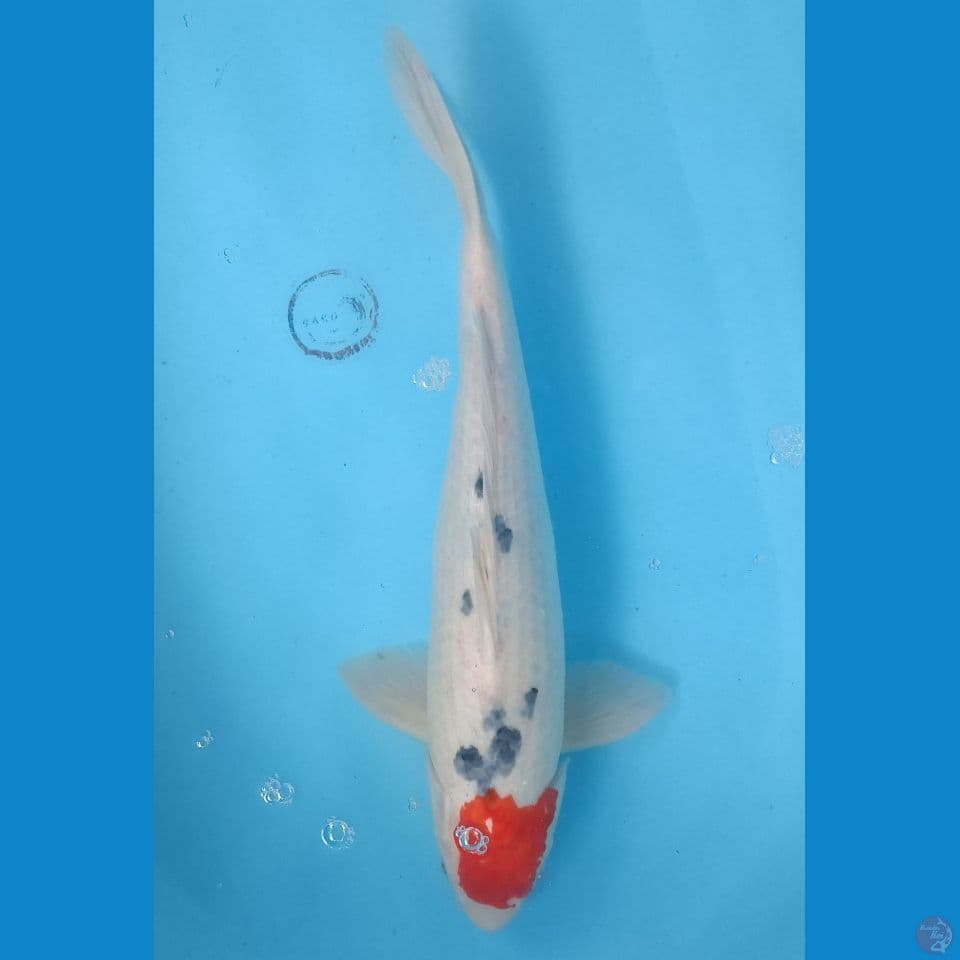 40 cm Tancho Sanke
