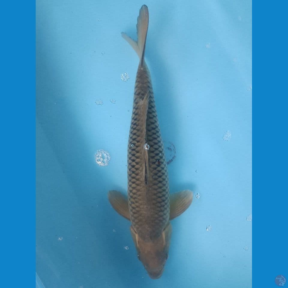 41 cm Soragoi