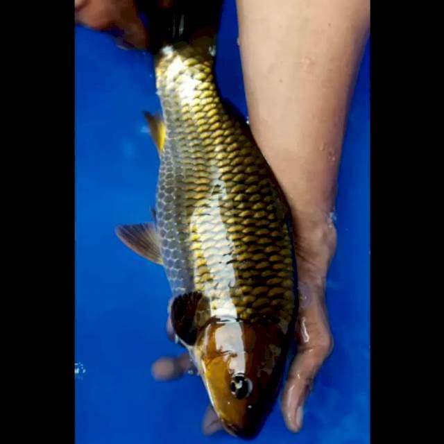 Chagoi Tembaga - 32 CM