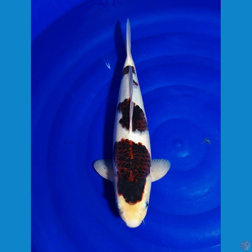 KOROMO 42 CM
