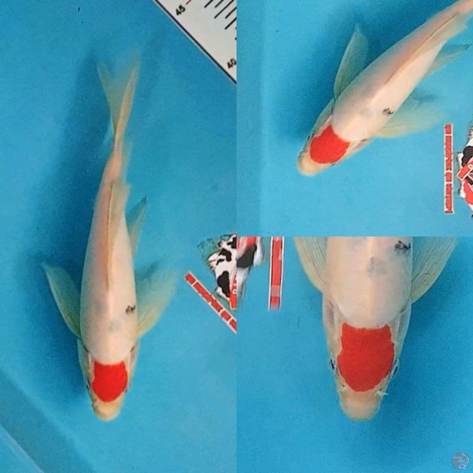 Kumpay Tancho Sanke 25 cm