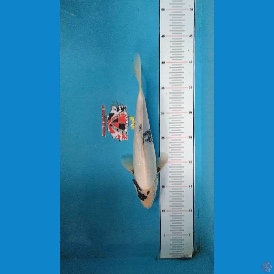 Shiro Utsuri 29 cm