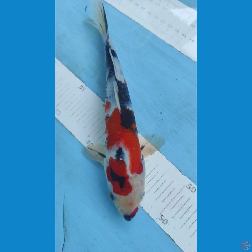 showa 23cm
