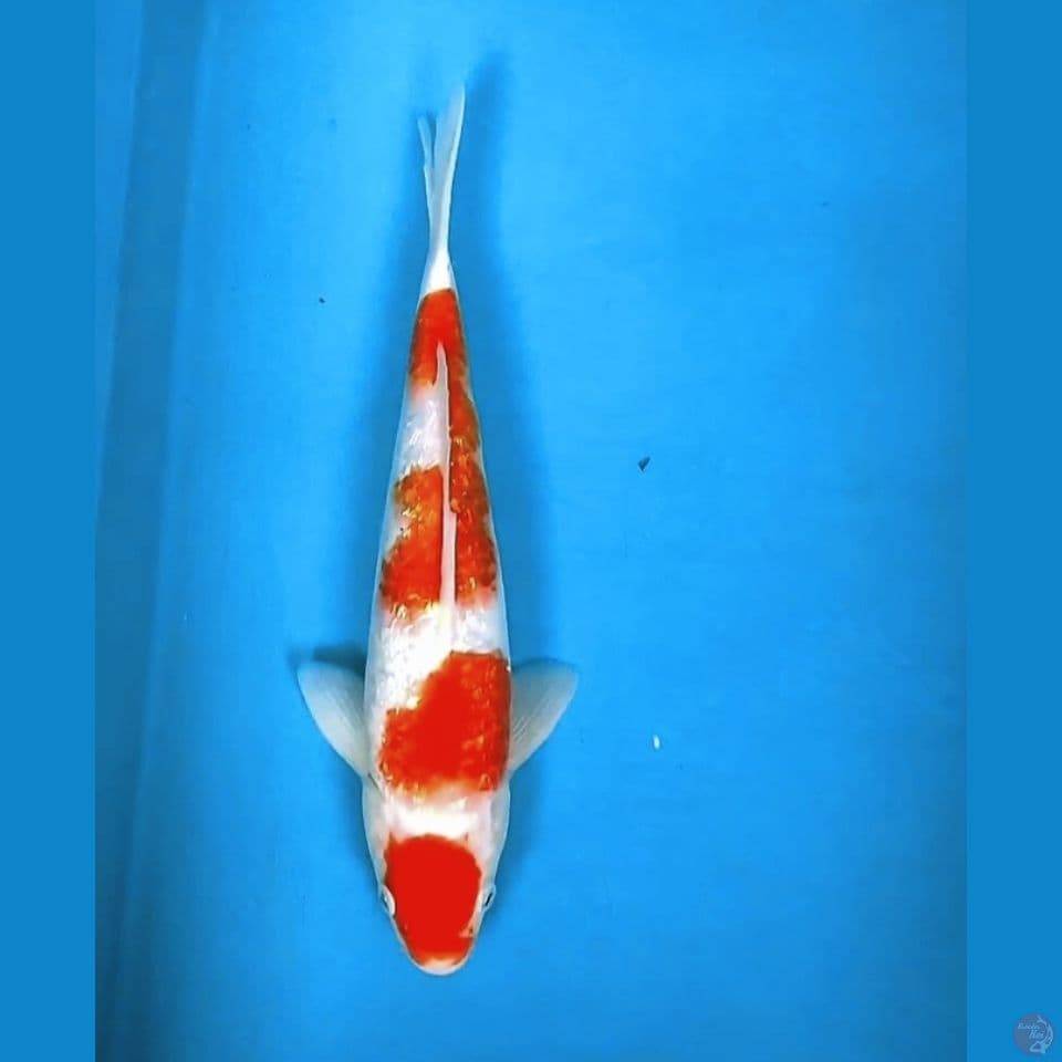 Maruten Kohaku Ginrin 30cm