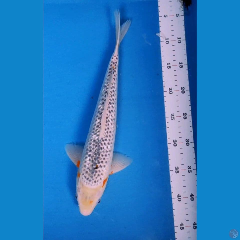 Asagi 37cm