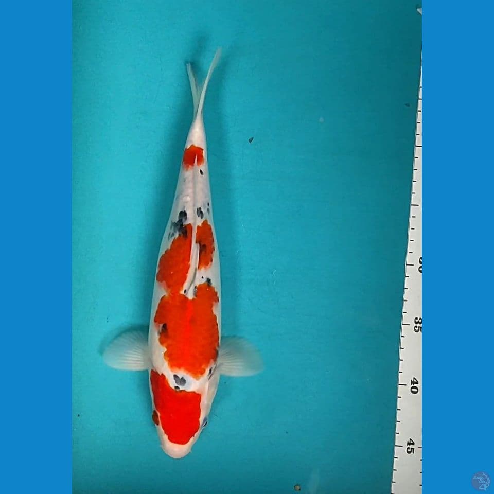Maruten Sanke 32cm fm