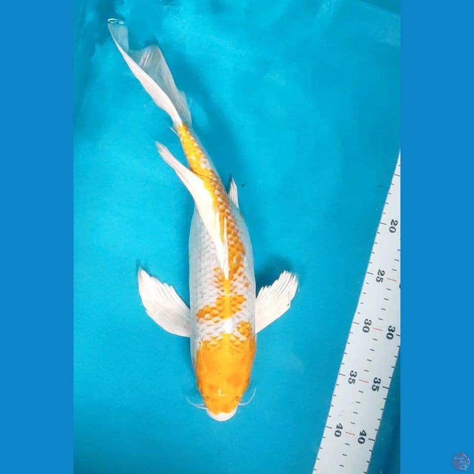 Kumpay Hariwake 38cm fm