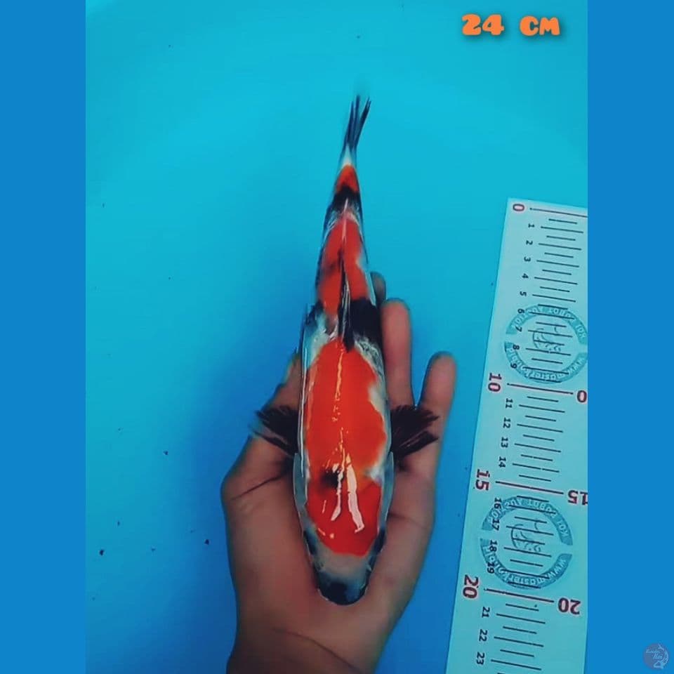 showa 24cm