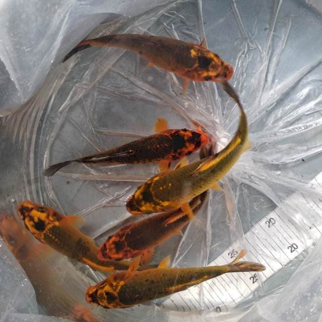 Paket kawari 6 ekor
