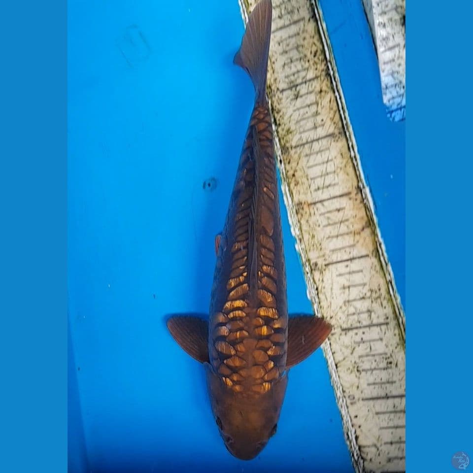 golden brown dragon