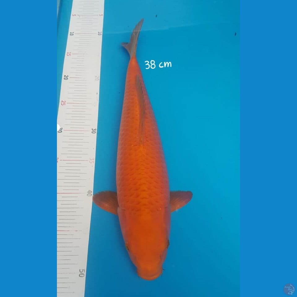 red caramel