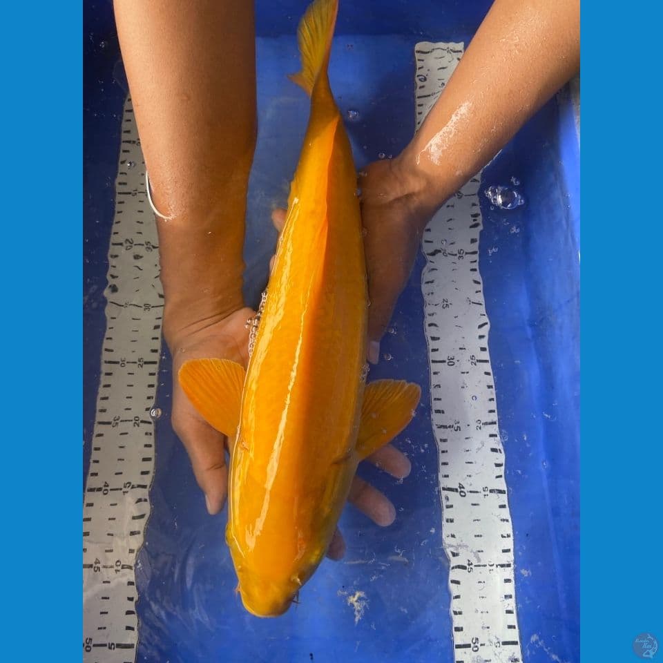 jantan 46 cm karashi