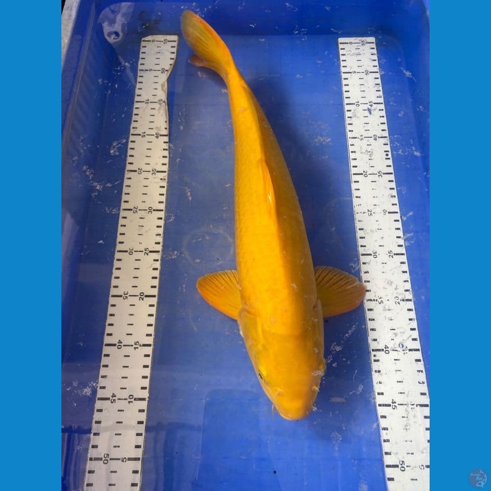 jantan 46 cm karashi