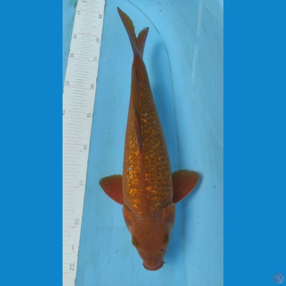 chagoi gindrin berpunok 35cm