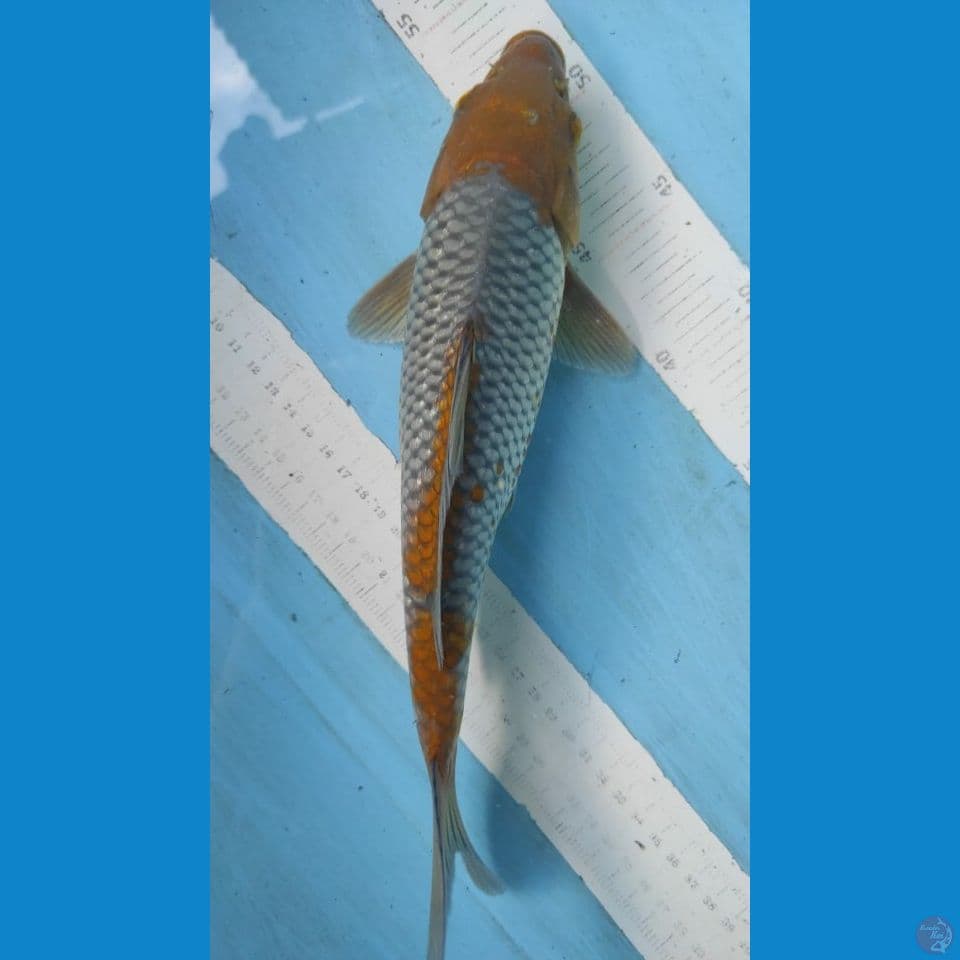 ochiba 30cm