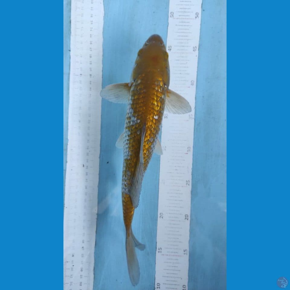 ochiba gindrin 26 cm