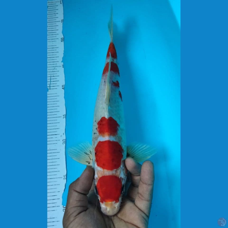 MARUHI 35CM