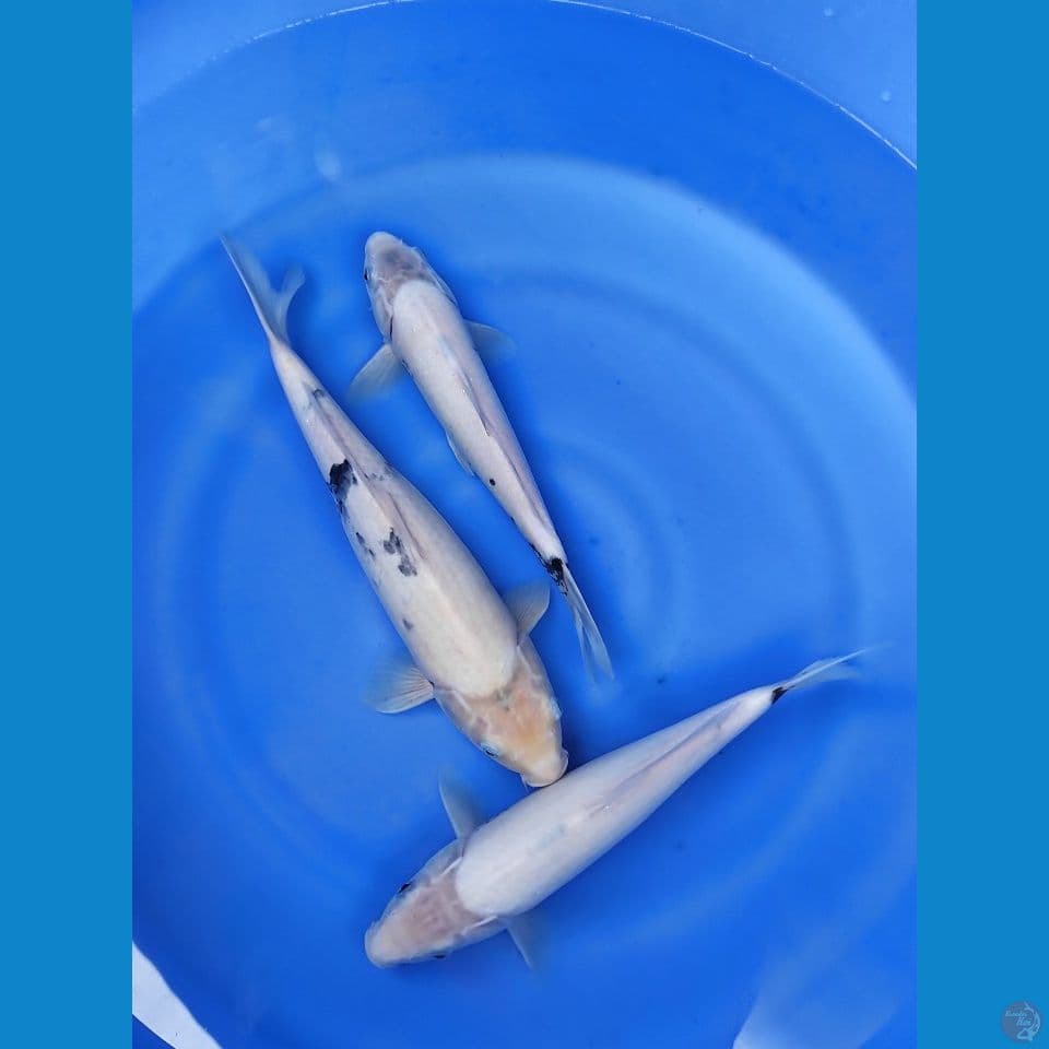SHIRO TATEGOI 33-40CM (BREED MBAH MANGIL)