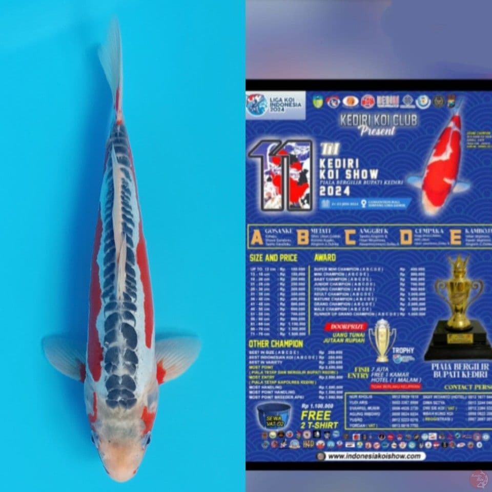 shusui 34cm ready Show