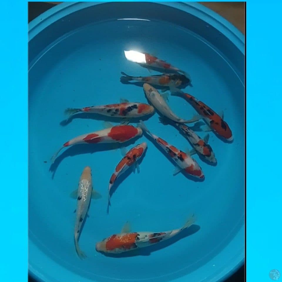 mix koi 16-25cm