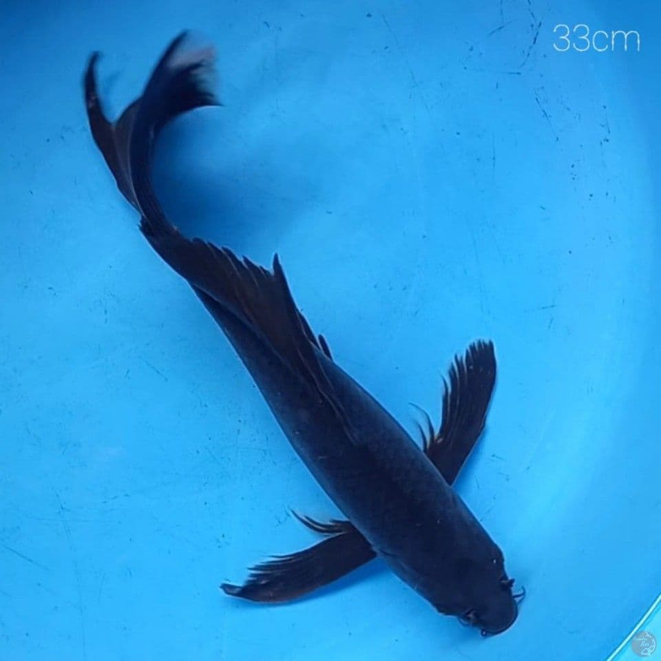 KARASHU KUMPAY 33CM MALE