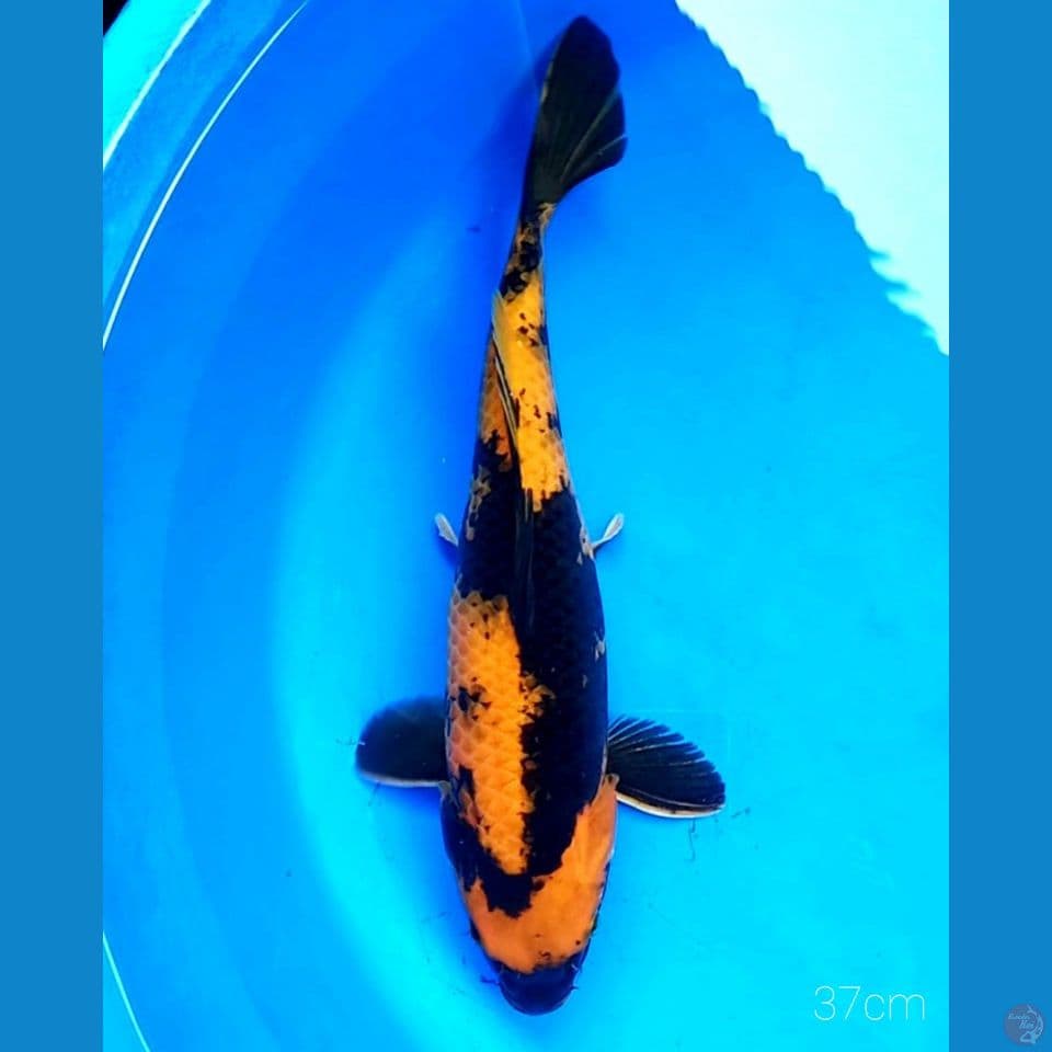 KI UTSURI 37CM