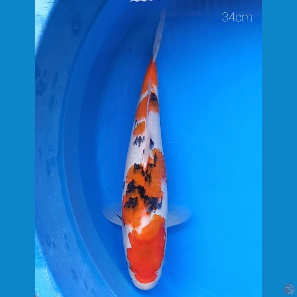 SANKE TATEGOI 34CM