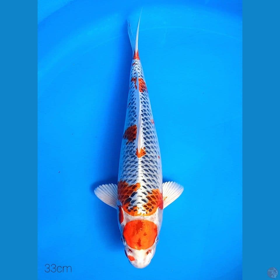 MARUTEN KUJAKU 33CM
