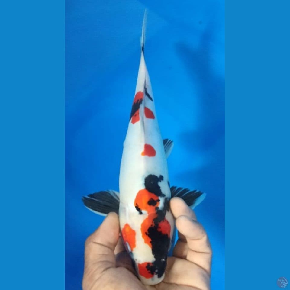 SHOWA 32CM