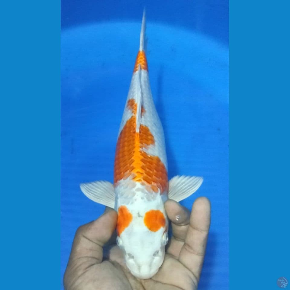 SAKURA OGON 34CM