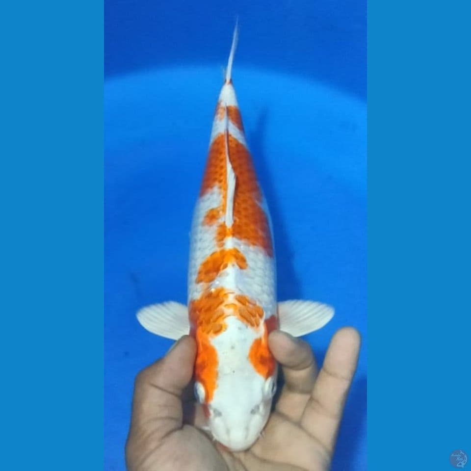 SAKURA OGON 35CM