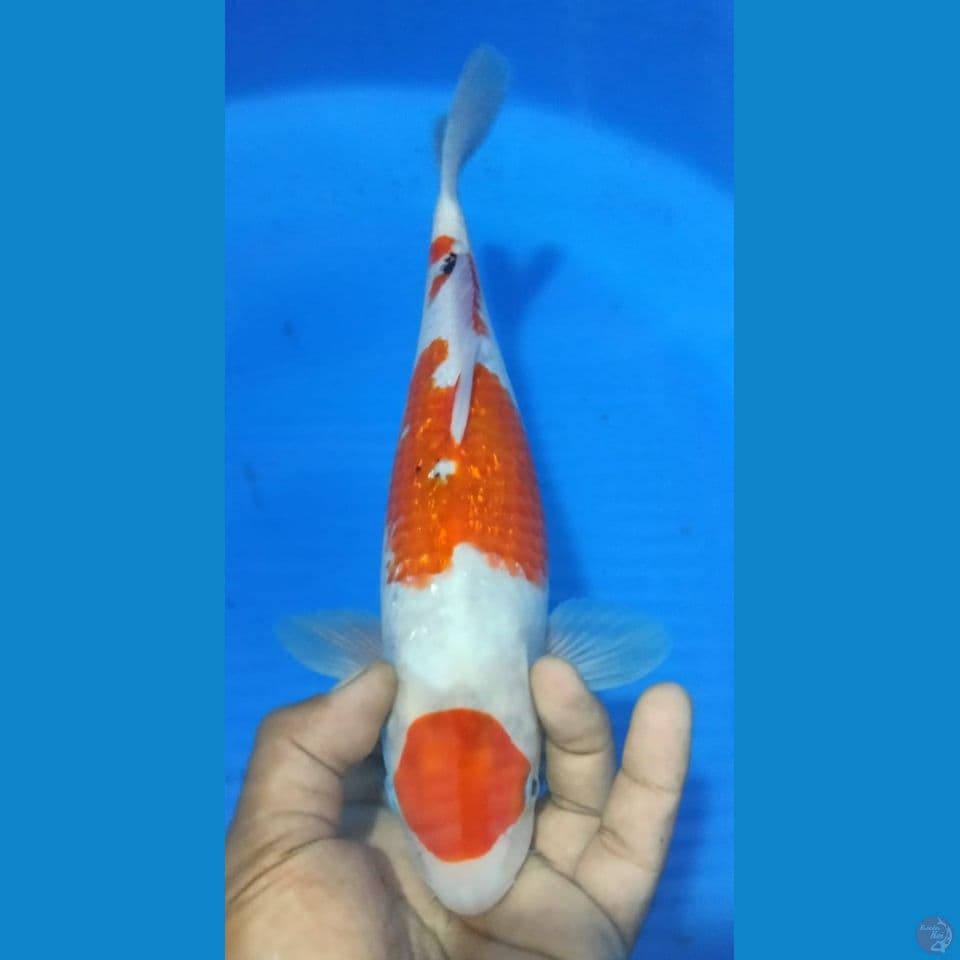 SANKE 33CM