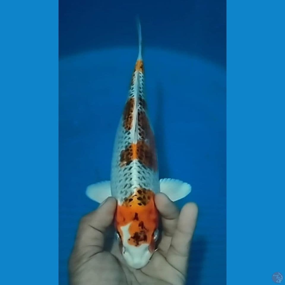 KUJAKU 32CM