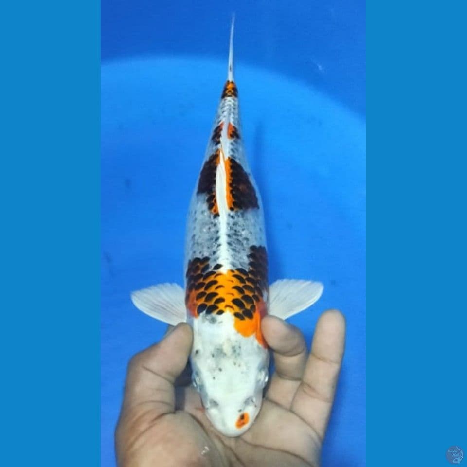 KUJAKU 32CM
