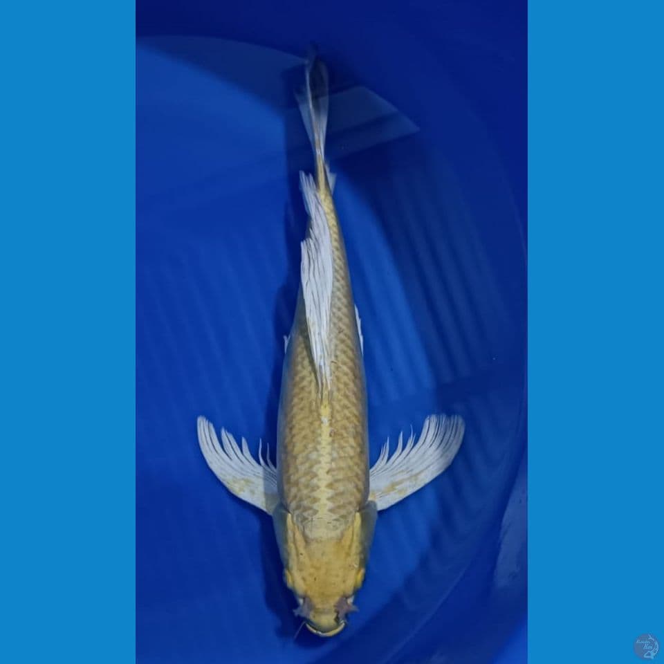 YAMABUKI 50CM