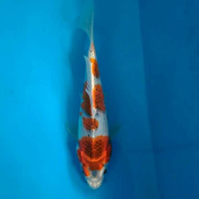 GOSHIKI BAKAT JUMBO